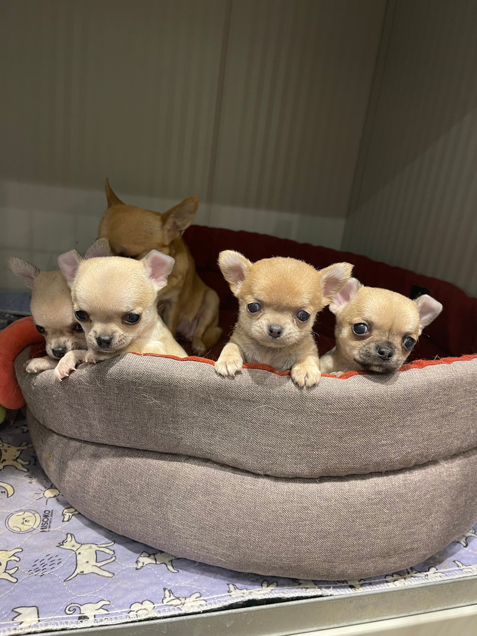 Chihuahua LOF Des Étoiles de Nice, chiots poil court