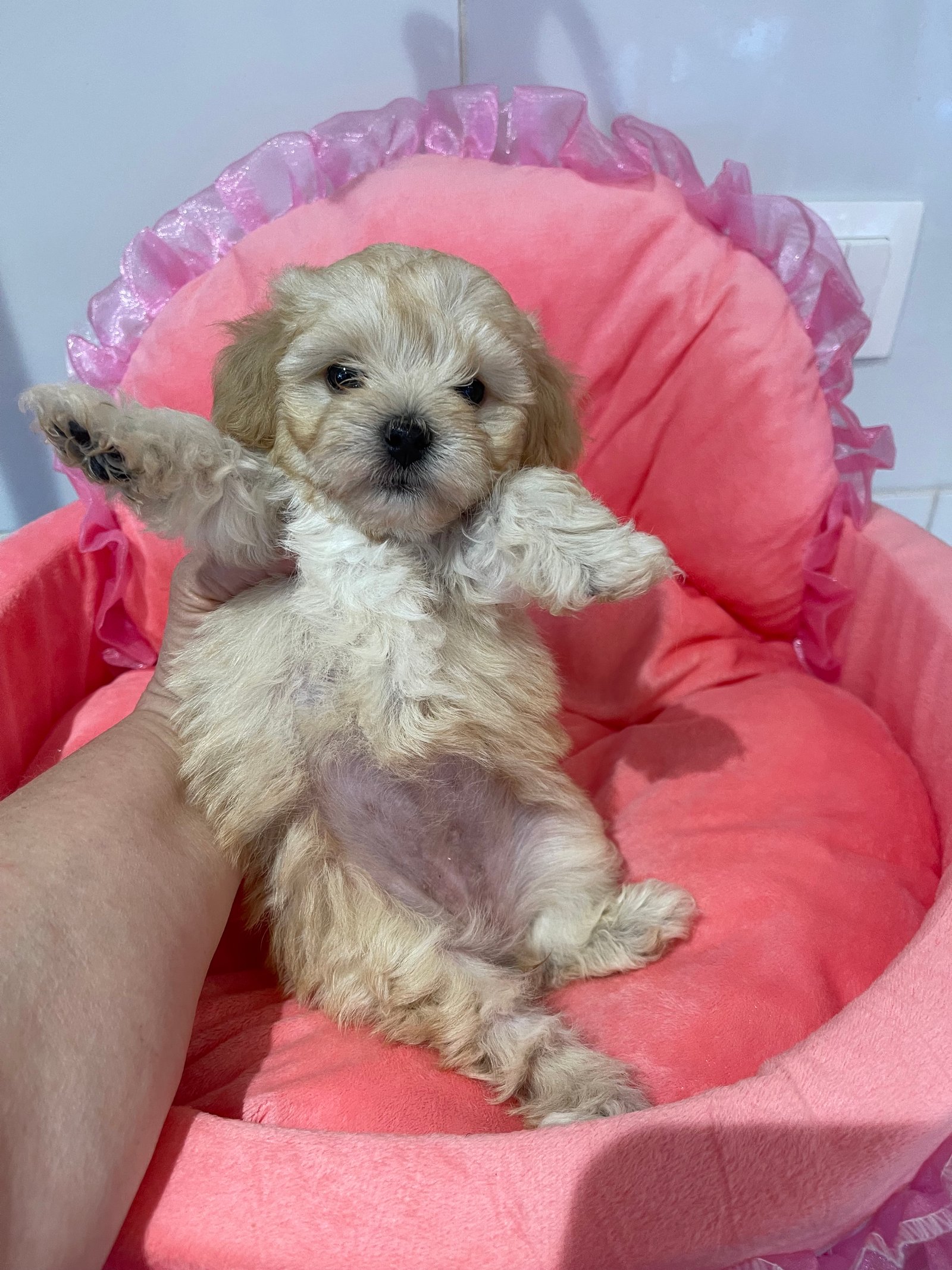 Chihuahua LOF Des Étoiles de Nice, fille maltipoo 16 juin 3