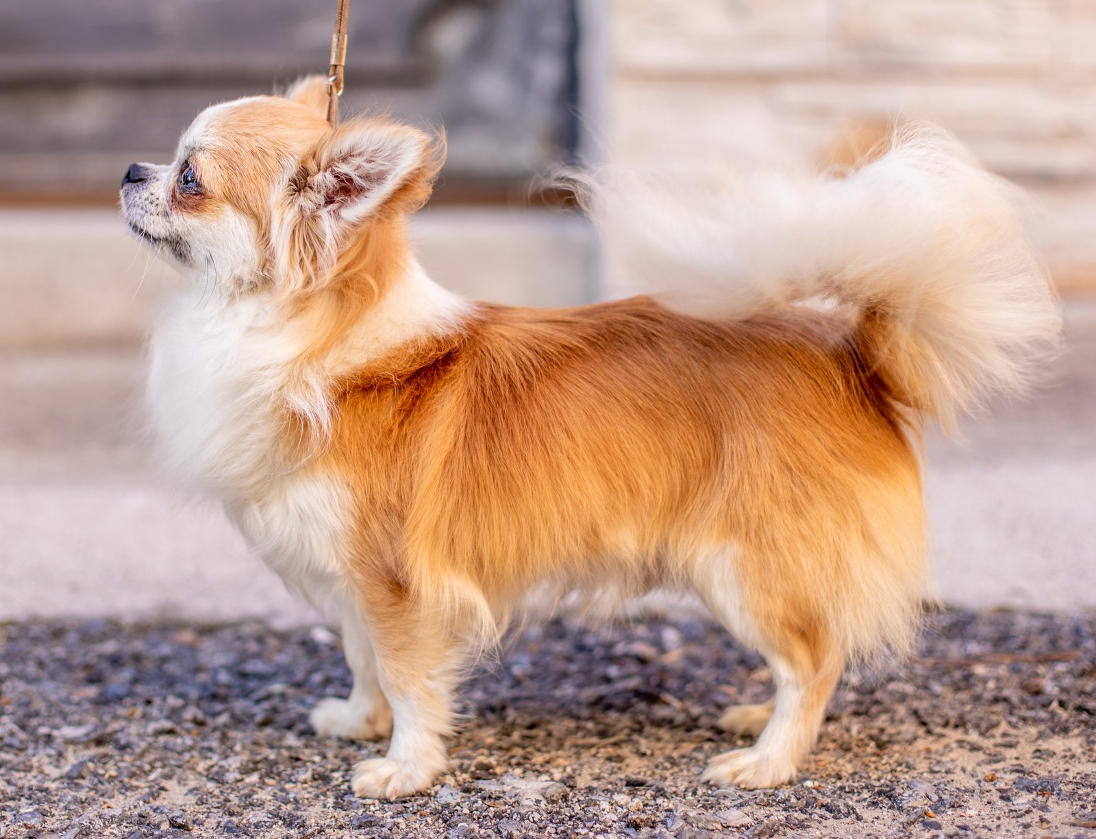 Chihuahua LOF Des Étoiles de Nice, LOOKUM IS SOLINAS photo profil