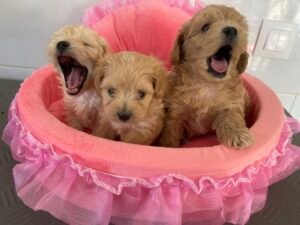 Chihuahua LOF Des Étoiles de Nice, maltipoo 16 juin 1