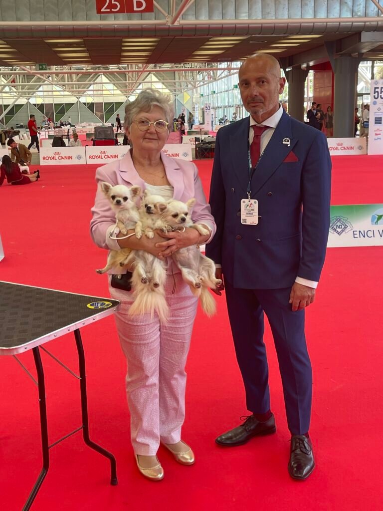 Chihuahua LOF Des Étoiles de Nice, Assole des Barons de Maule World Dog show 2026 1ère excellente