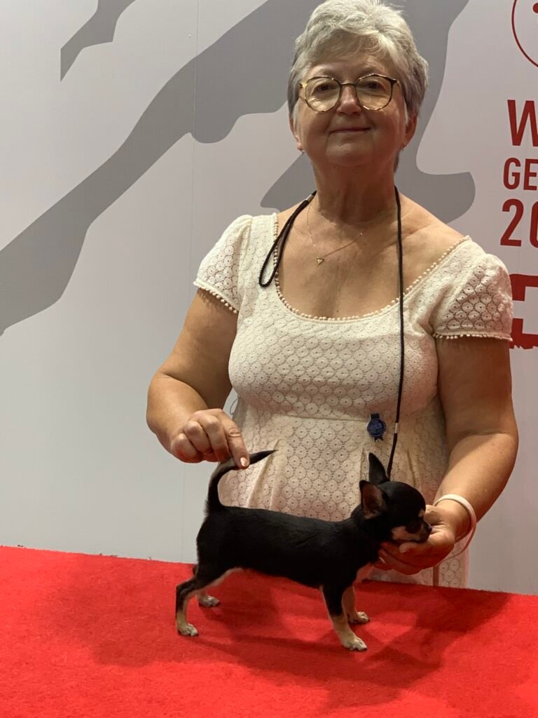 Chihuahua LOF Des Étoiles de Nice, Unique chance 1