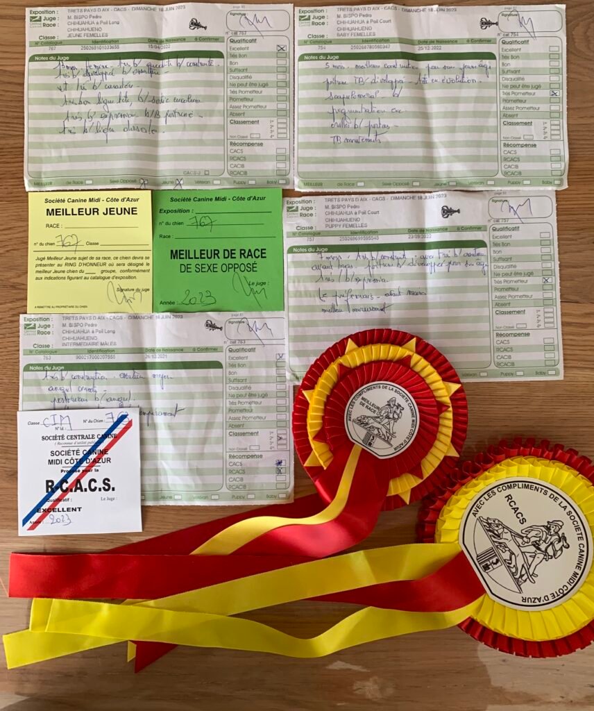 Chihuahua LOF Des Étoiles de Nice, récompenses 2