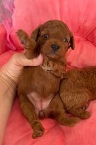 Chihuahua LOF Des Étoiles de Nice, caniche 16 juin 1