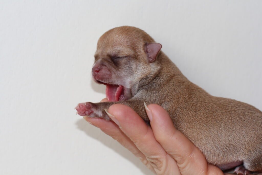 Chihuahua LOF Des Étoiles de Nice, IMG 1222