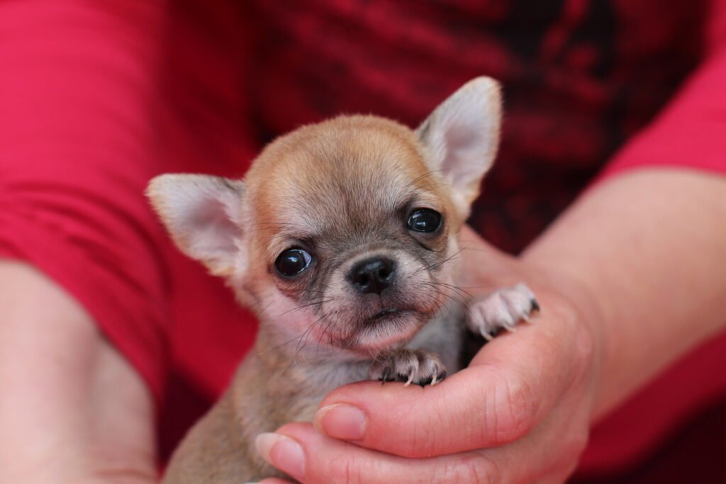 Chihuahua LOF Des Étoiles de Nice, IMG 1416