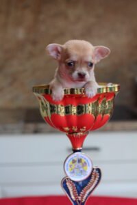 Chihuahua LOF Des Étoiles de Nice, IMG 1379