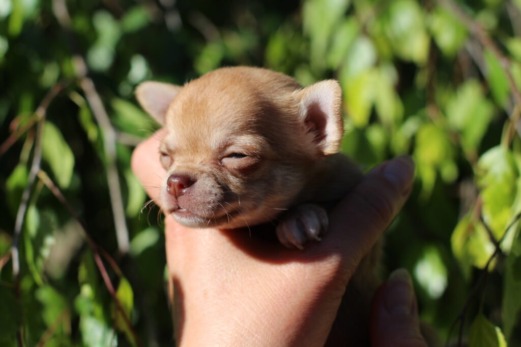 Chihuahua LOF Des Étoiles de Nice, IMG 1525