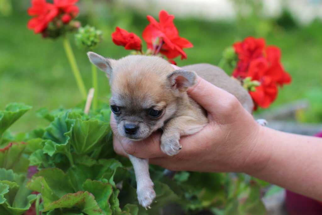 Chihuahua LOF Des Étoiles de Nice, IMG 1571