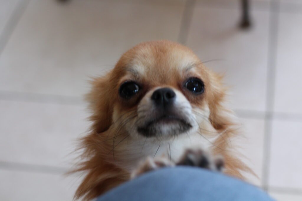 Chihuahua LOF Des Étoiles de Nice, IMG 1487