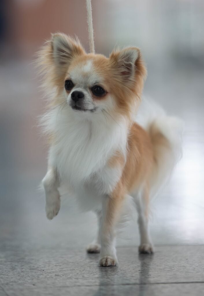 Chihuahua LOF Des Étoiles de Nice, LOOKUM IS SOLINAS photo profil 4