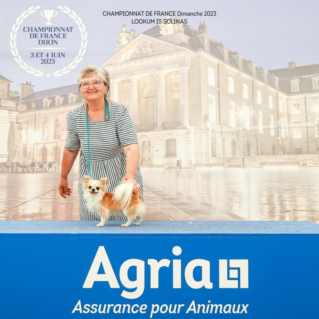Chihuahua LOF Des Étoiles de Nice, Lookum is solinas Championnat de France 2