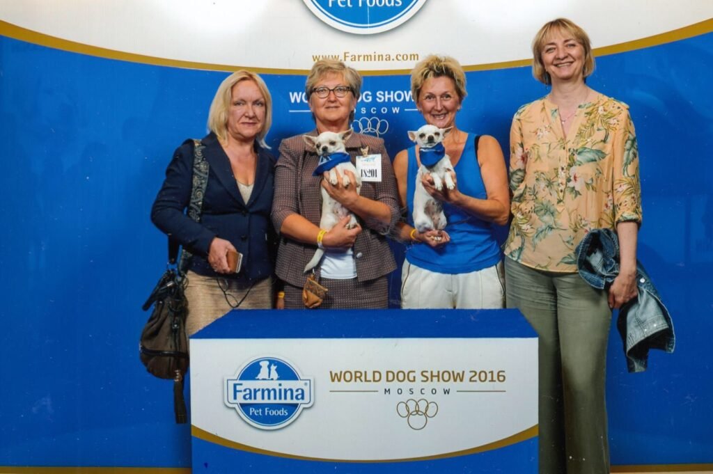 Chihuahua LOF Des Étoiles de Nice, Jessy vice championne du monde 2016 2
