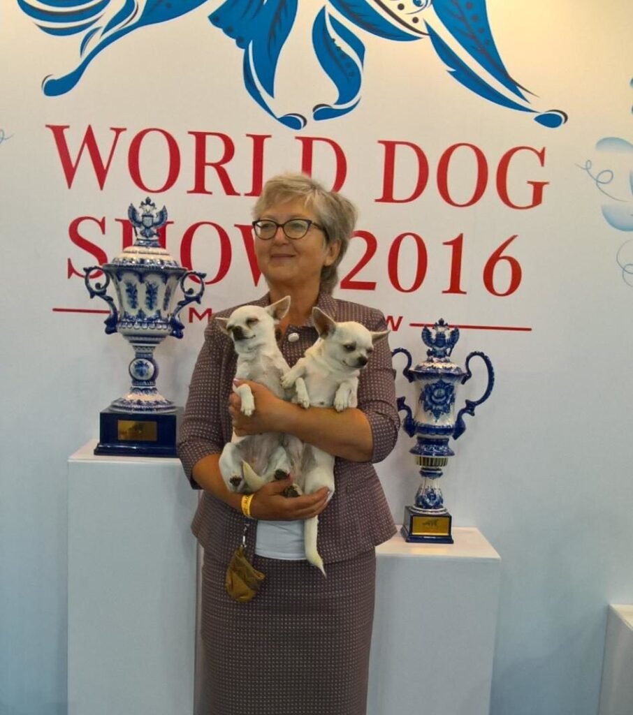 Chihuahua LOF Des Étoiles de Nice, Jessy vice championne du monde 2016 3