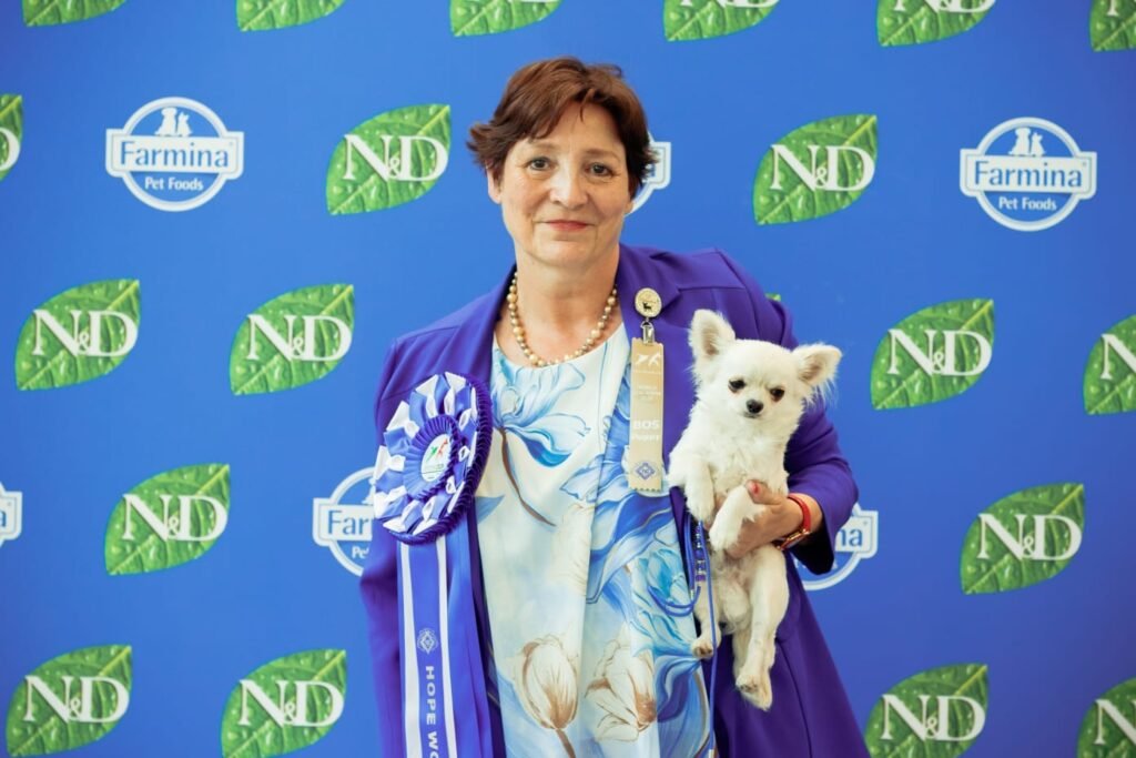 Chihuahua LOF Des Étoiles de Nice, Avatar des Barons de Maule WRD DOG SHOW 2026 meilleur puppy chihuahua poil long