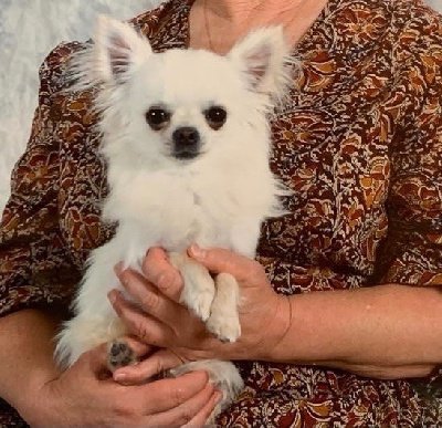 Chihuahua LOF Des Étoiles de Nice, photo LYUPRI MARTINI ASTI